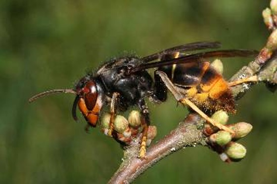 Asian Hornet icon Asian Hornet